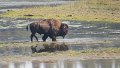 I (149) Bison on Hayden Flats